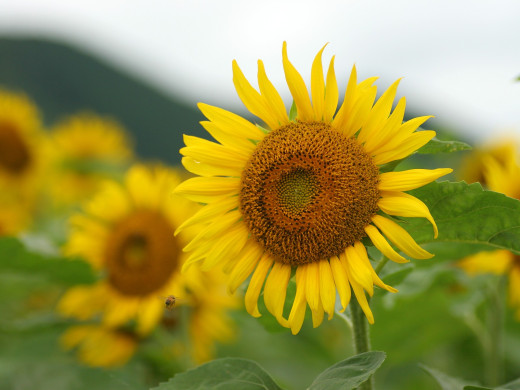 588903 (a): :1600x1200